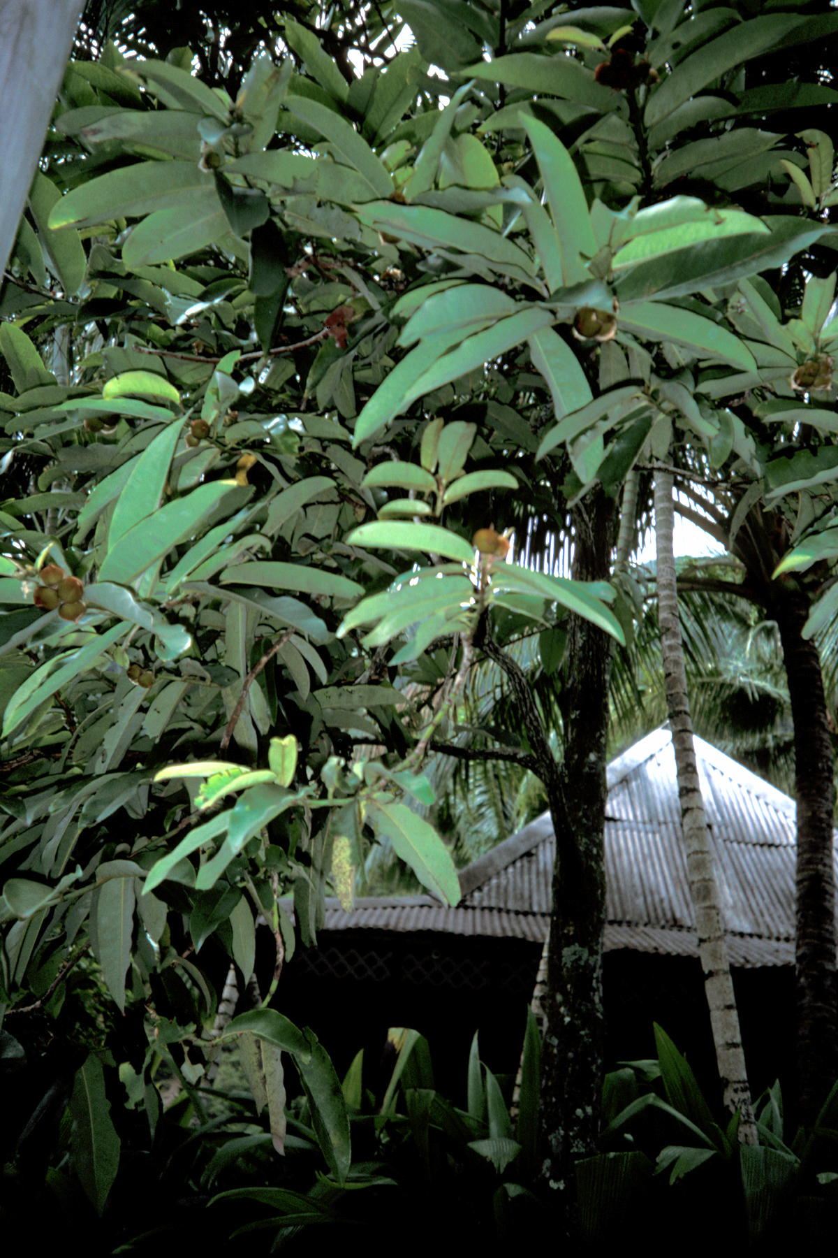 Mabolo: Diospyros blancoi (syn. D. discolor ), habit. Location: Maui, Kepaniwai