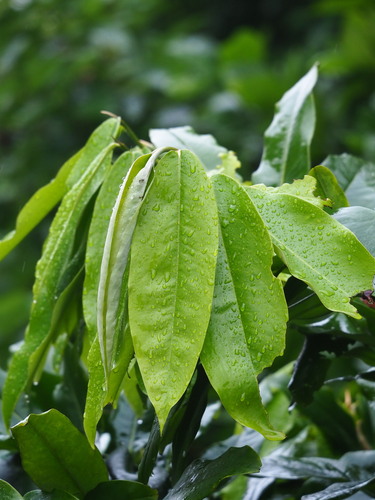 Mabolo (Diospyros blancoi)