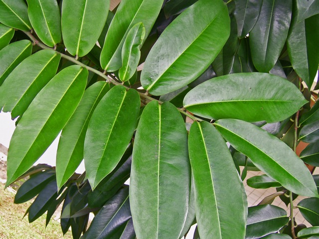 Mabolo: Diospyros blancoi , alternate leaves. Darmaga, Bogor, West Java , Indonesia