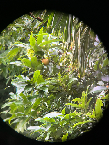 Mabolo (Diospyros blancoi)