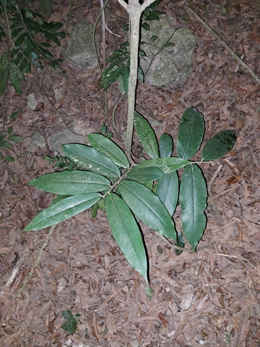 Mabolo (Diospyros blancoi)