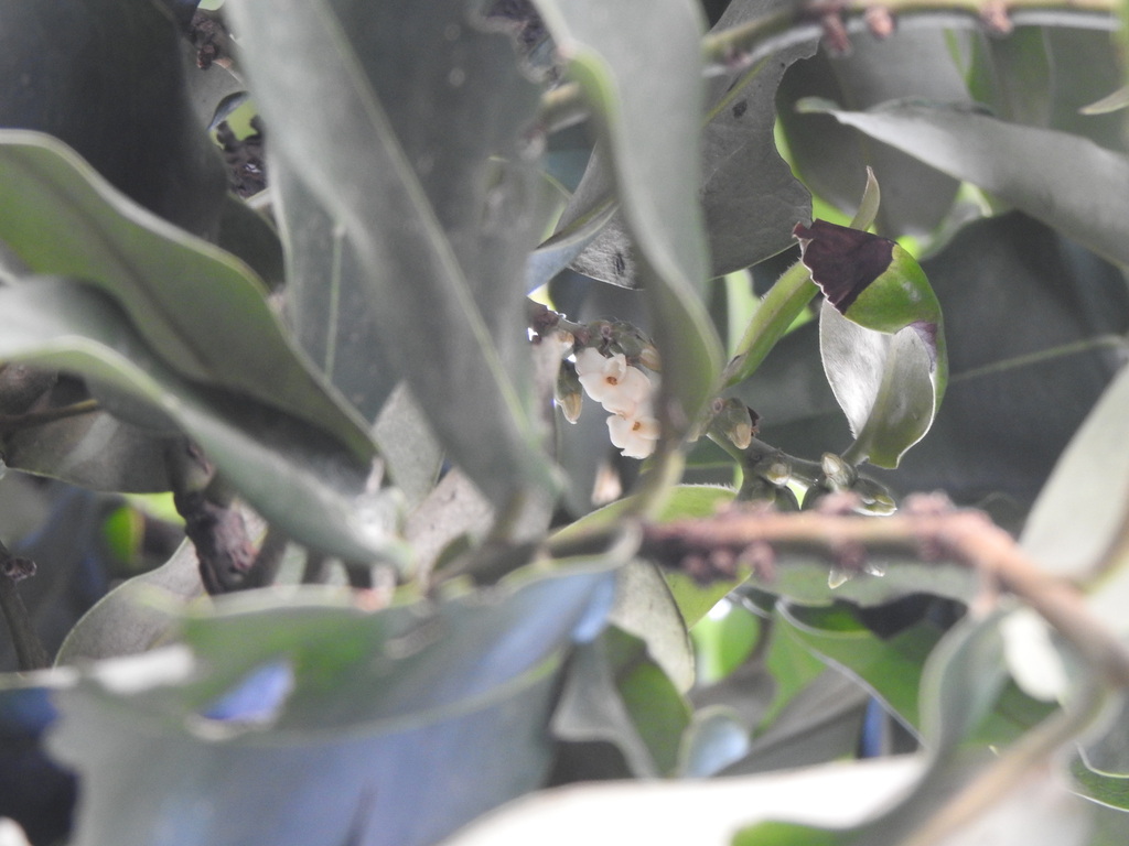 Mabolo (Diospyros blancoi)