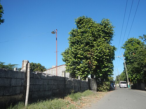 Mabolo: Diospyros blancoi Rueda, Plaridel, Bulacan Elementary School Dampol - Rueda, Plaridel, Bulacan Municipal and Farm-to-Market Roads (Construction of Plaridel - Ca