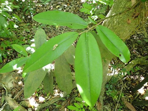 Mabolo (Diospyros blancoi)
