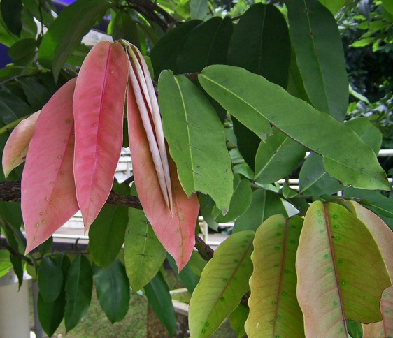 Mabolo: Diospyros blancoi , young pinkish leaves. Darmaga, Bogor, West Java , Indonesia