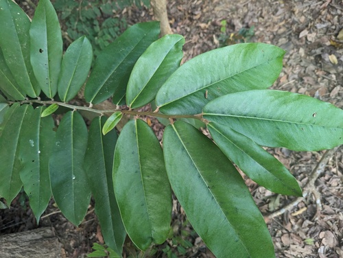 Mabolo (Diospyros blancoi)
