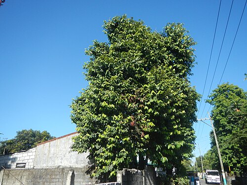 Mabolo: Diospyros blancoi Rueda, Plaridel, Bulacan Elementary School Dampol - Rueda, Plaridel, Bulacan Municipal and Farm-to-Market Roads (Construction of Plaridel - Ca