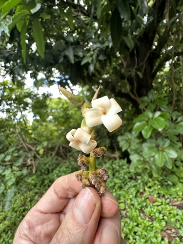 Mabolo (Diospyros blancoi)