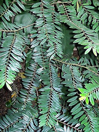 Diospyros boiviniana: Diospyros seychellarum , Royal Botanic Gardens, Sydney.