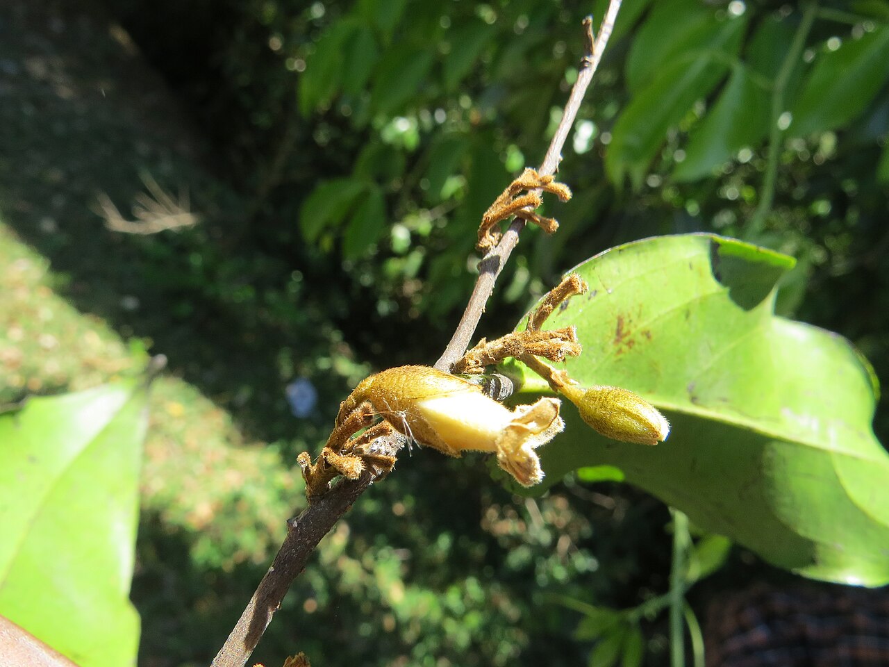 Diospyros bourdillonii: Photos by Vinayaraj