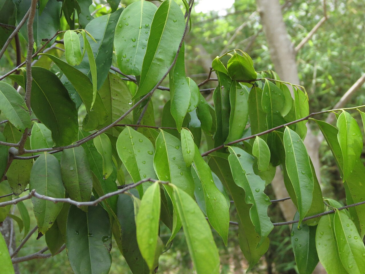 Diospyros bourdillonii: Diospyros bourdilloni seen in Nilgiri biosphere nature park, anakatty, coimbatore on 4th may 2014