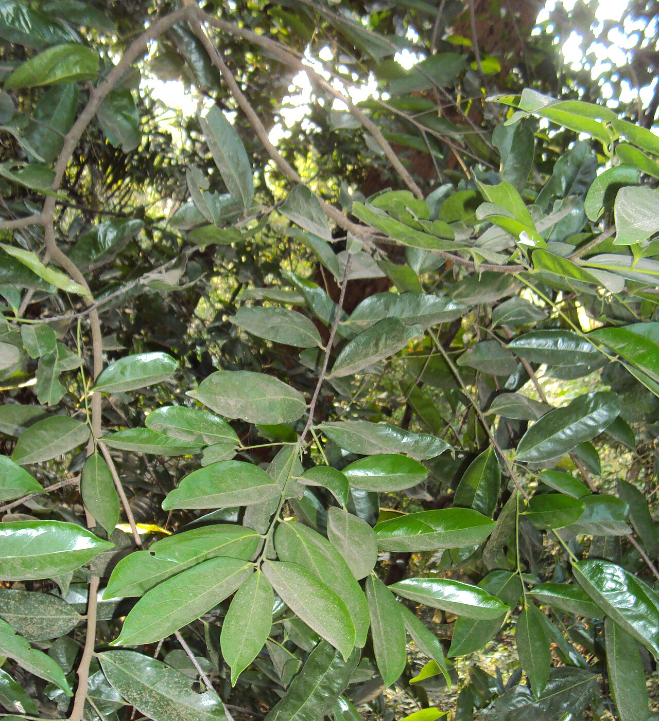 Diospyros bourdillonii: Diospyros bourdillonii