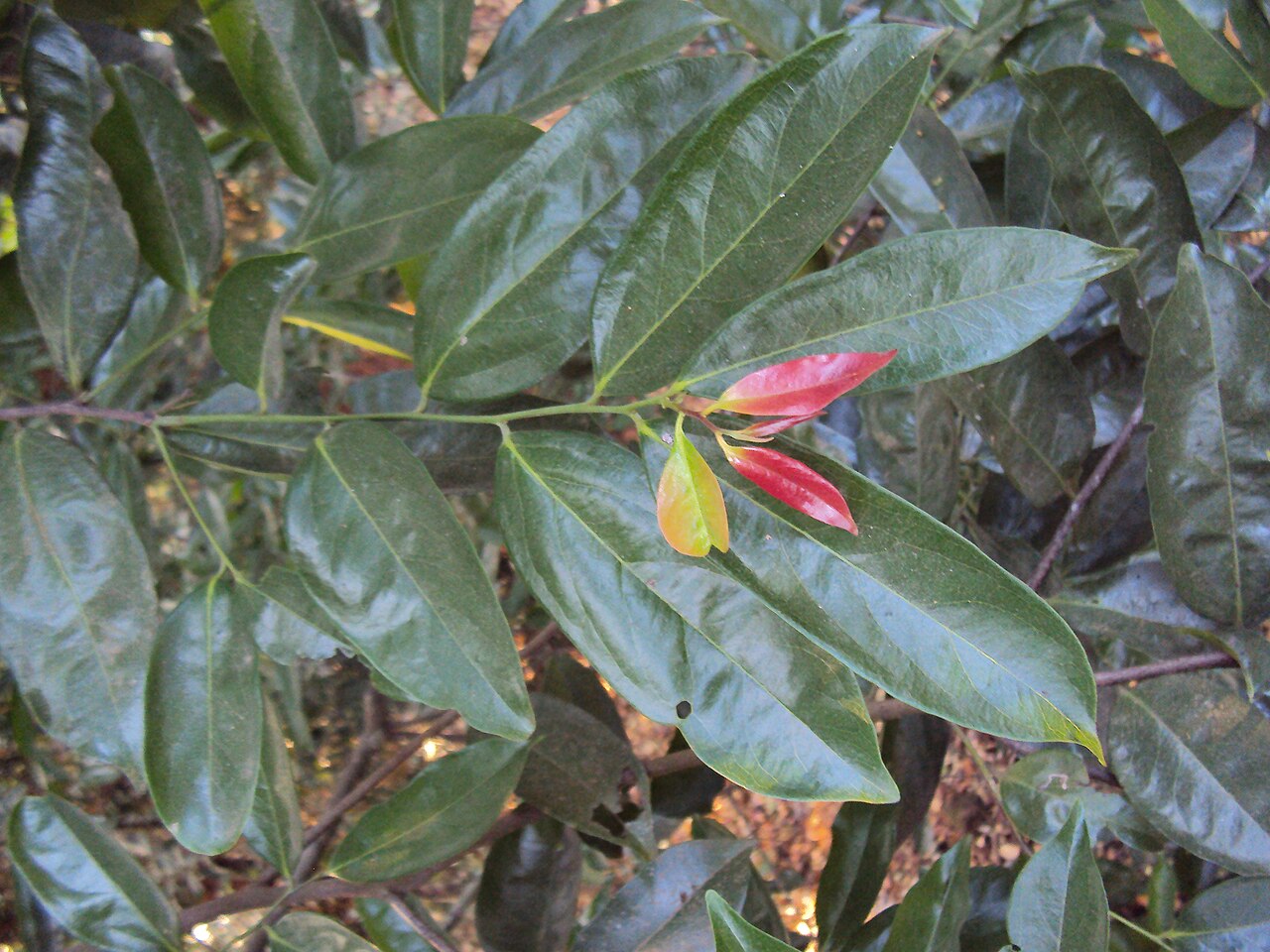 Diospyros bourdillonii: Diospyros bourdillonii