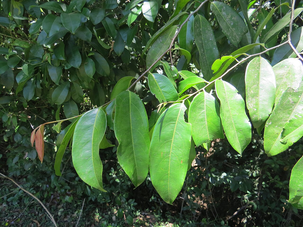 Diospyros bourdillonii: Photos by Vinayaraj