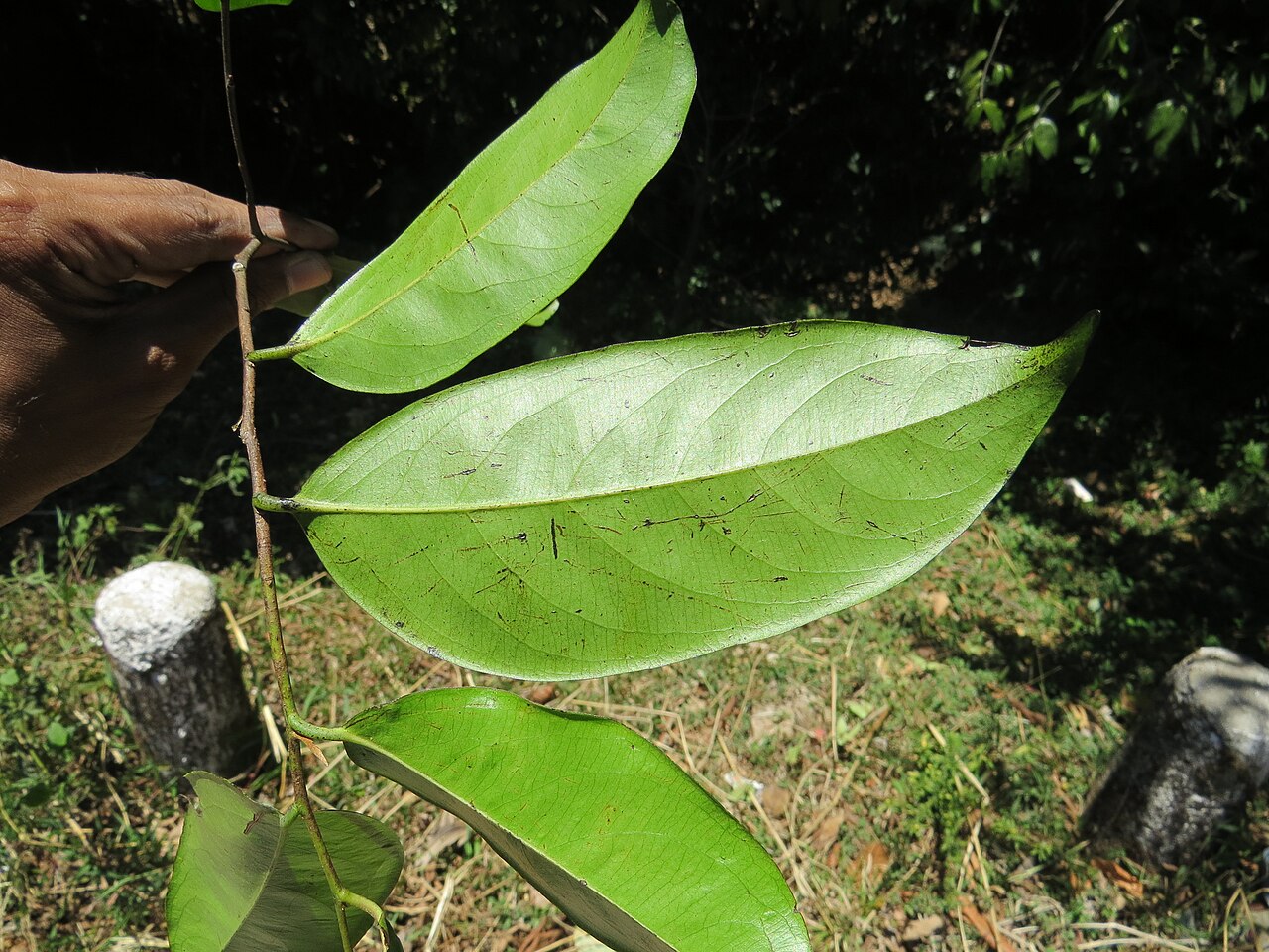 Diospyros bourdillonii: Photos by Vinayaraj
