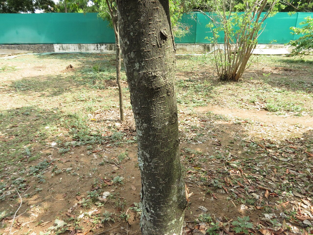 Diospyros bourdillonii: Diospyros bourdilloni seen in Nilgiri biosphere nature park, anakatty, coimbatore on 4th may 2014