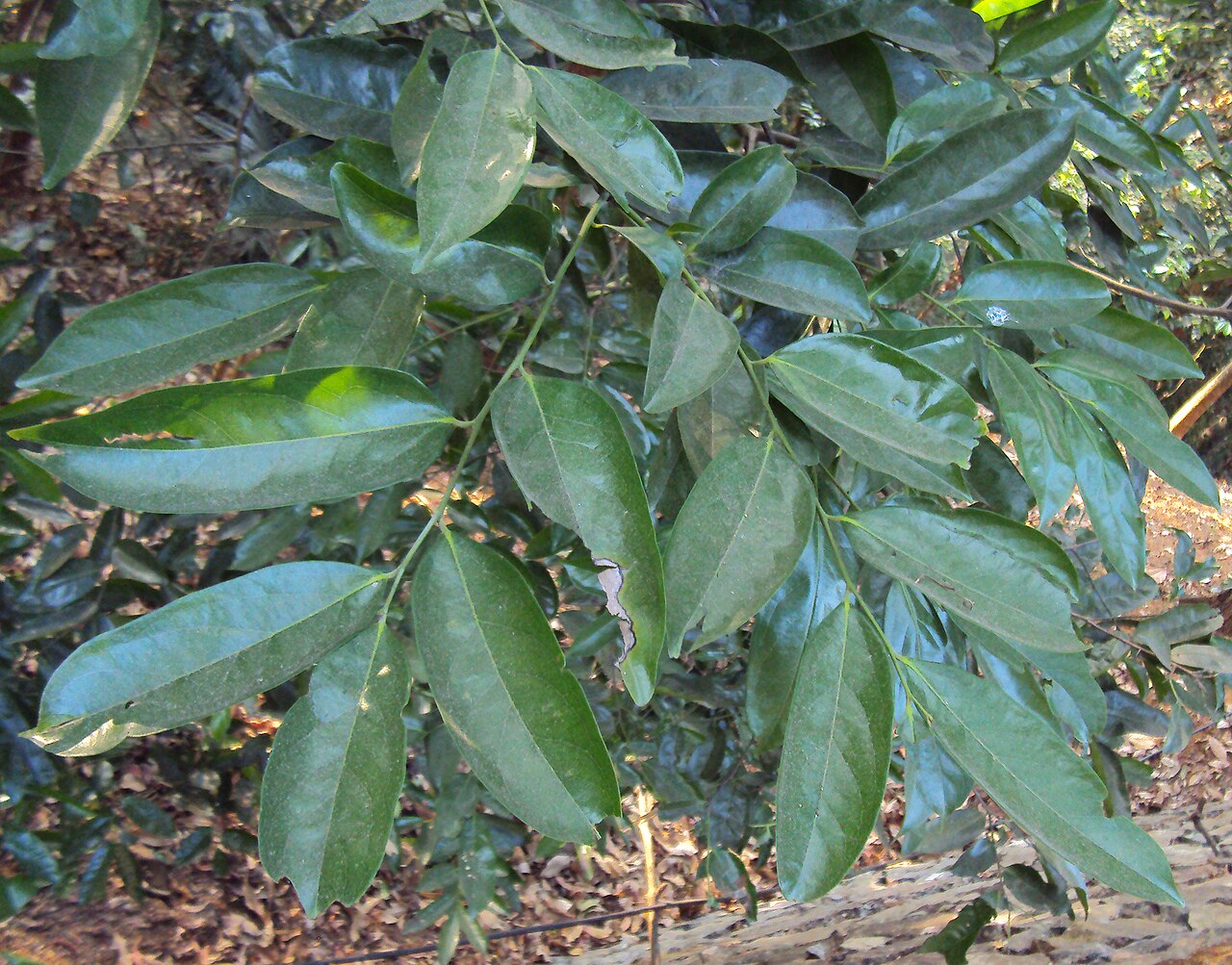 Diospyros bourdillonii: Diospyros bourdillonii