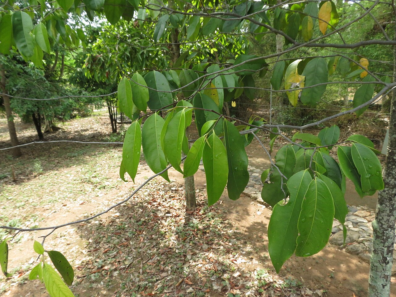 Diospyros bourdillonii: Diospyros bourdilloni seen in Nilgiri biosphere nature park, anakatty, coimbatore on 4th may 2014