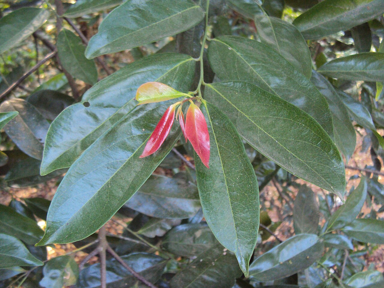 Diospyros bourdillonii: Diospyros bourdillonii
