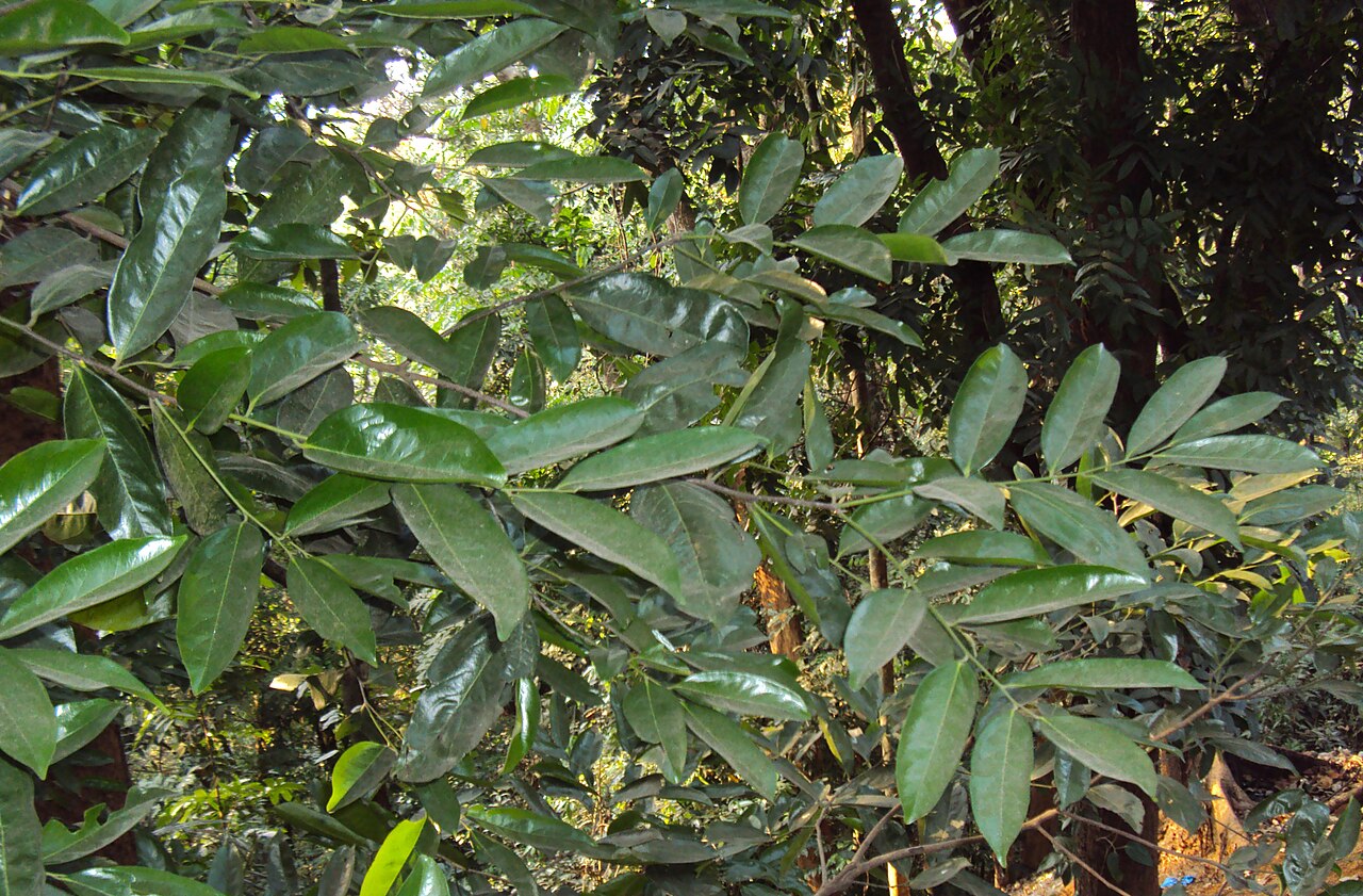 Diospyros bourdillonii: Diospyros bourdillonii