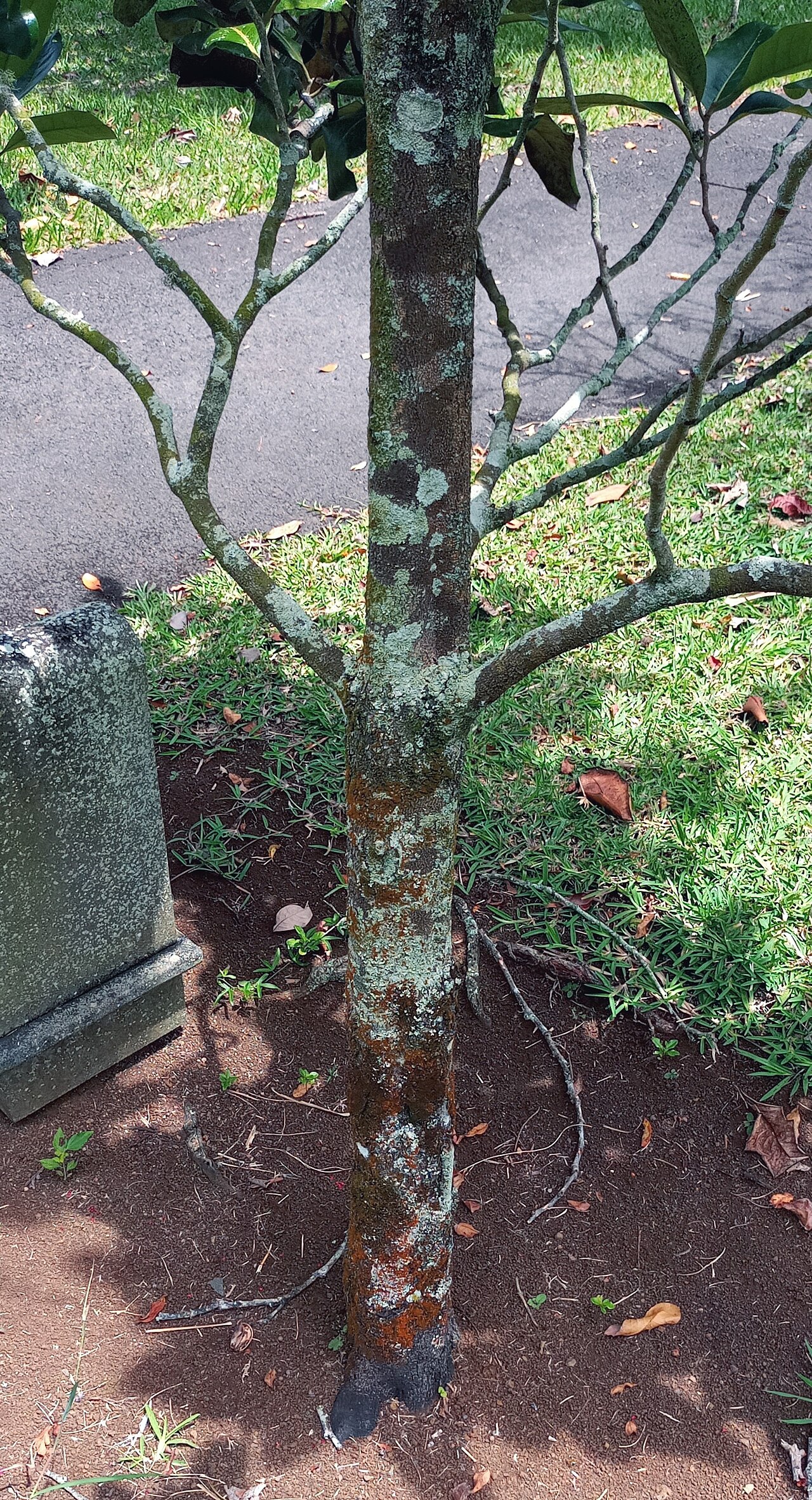 Diospyros boutoniana: Trunk detail of Diospyros boutoniana in cultivation in Pamplemousses Botanical Gardens Mauritius