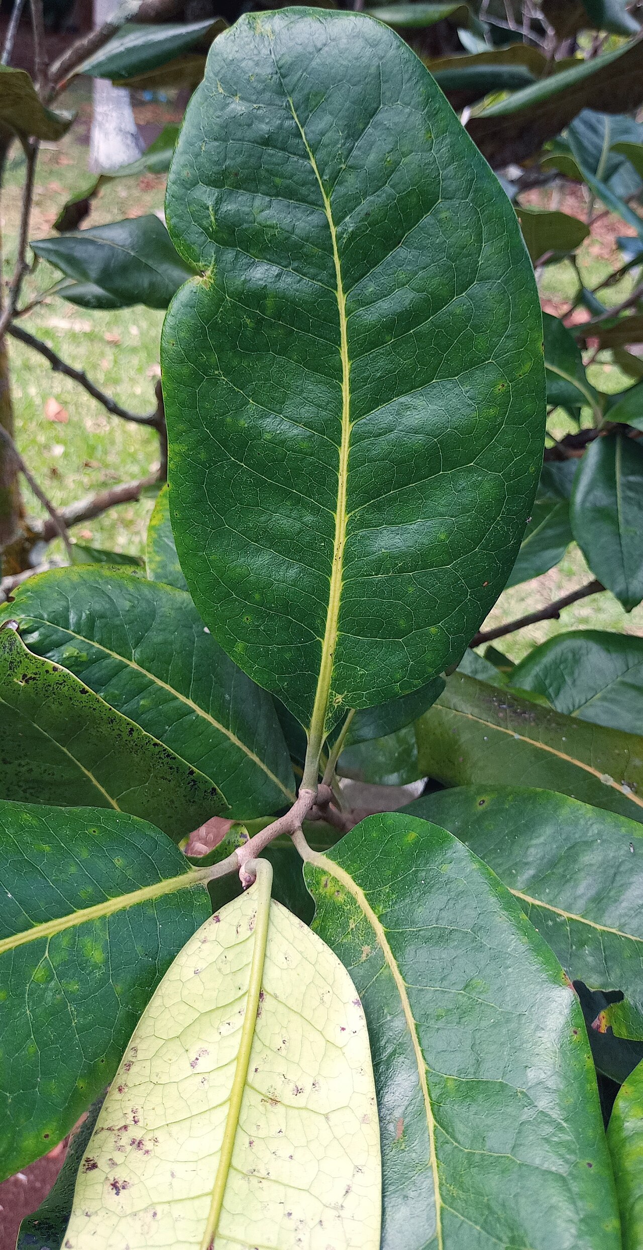 Diospyros boutoniana: Leaf detail of Diospyros boutoniana in cultivation in Pamplemousses Botanical Gardens Mauritius