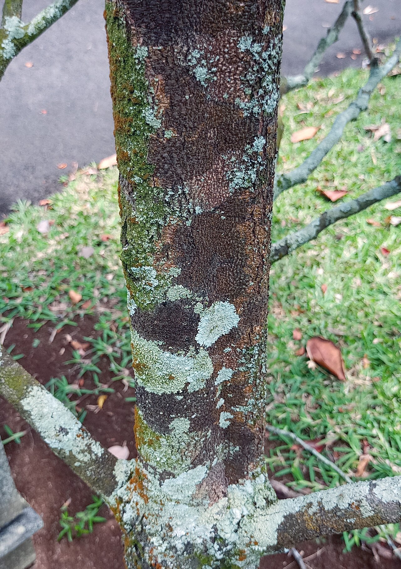 Diospyros boutoniana: Trunk detail of Diospyros boutoniana in cultivation in Pamplemousses Botanical Gardens Mauritius