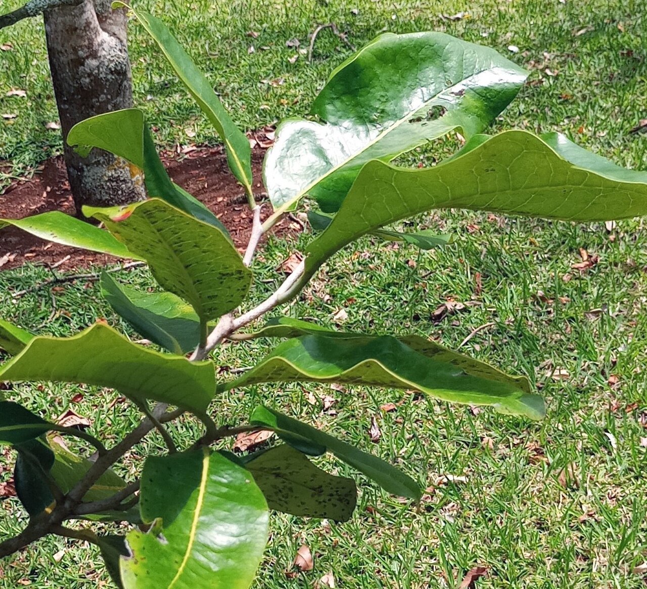 Diospyros boutoniana: Leaf detail of Diospyros boutoniana in cultivation in Pamplemousses Botanical Gardens Mauritius