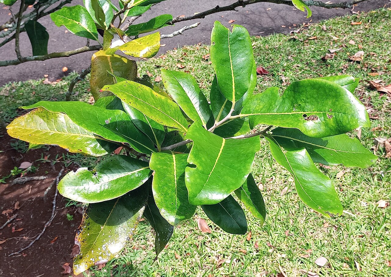 Diospyros boutoniana: Leaf detail of Diospyros boutoniana in cultivation in Pamplemousses Botanical Gardens Mauritius
