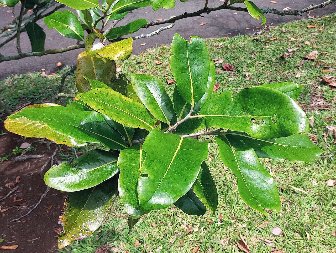 Diospyros boutoniana: Leaf detail of Diospyros boutoniana in cultivation in Pamplemousses Botanical Gardens Mauritius
