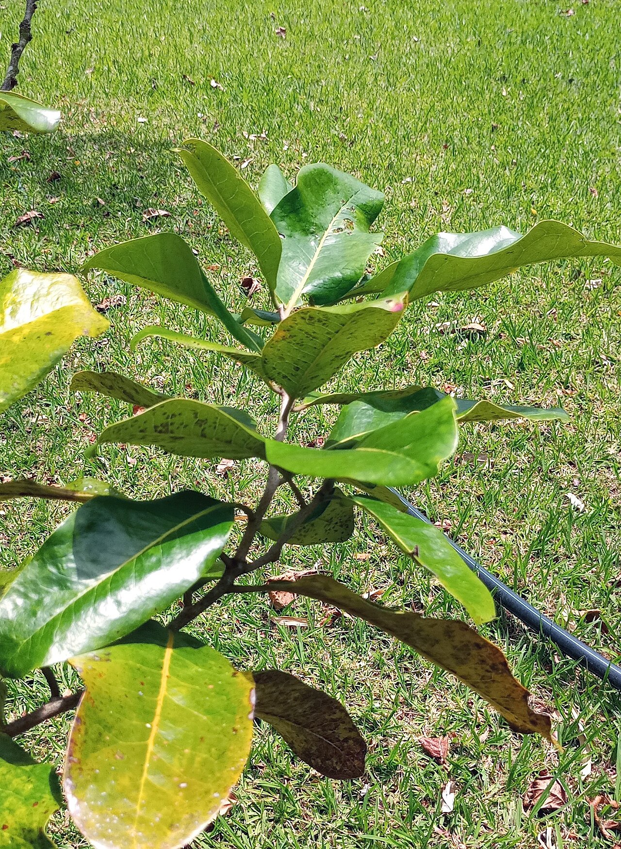 Diospyros boutoniana: Leaf detail of Diospyros boutoniana in cultivation in Pamplemousses Botanical Gardens Mauritius
