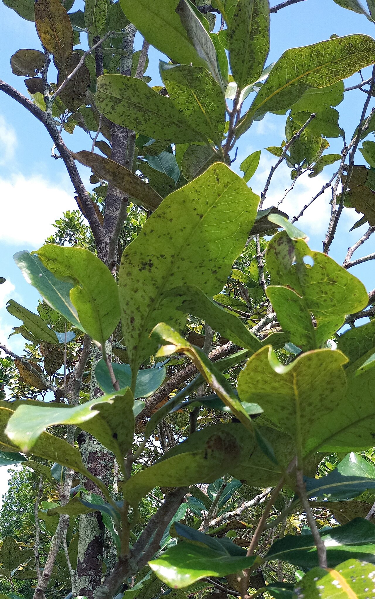 Diospyros boutoniana: Leaf detail of Diospyros boutoniana in cultivation in Pamplemousses Botanical Gardens Mauritius