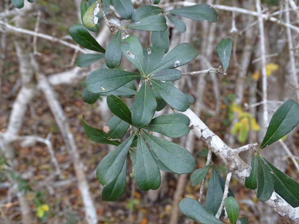 Diospyros bumelioides (Diospyros bumelioides)