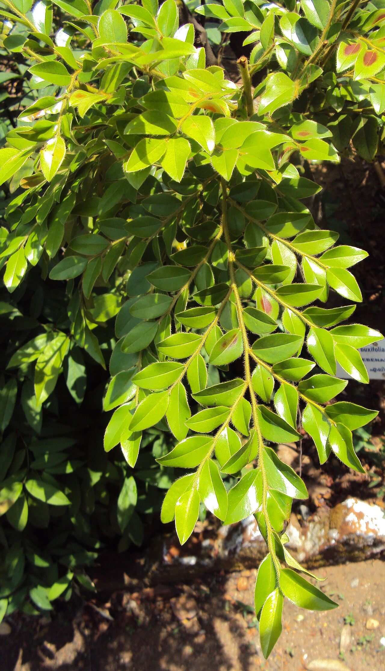 Diospyros buxifolia: Diospyros buxifolia taken from Botanical garden of Kariyavattam University Campus, Trivandrum.