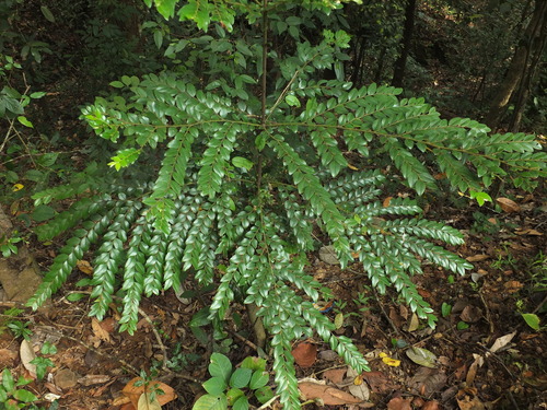 Diospyros buxifolia (Diospyros buxifolia)