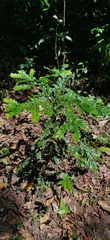 Diospyros buxifolia (Diospyros buxifolia)