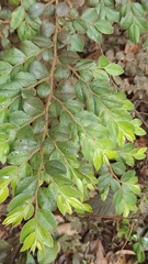Diospyros buxifolia (Diospyros buxifolia)