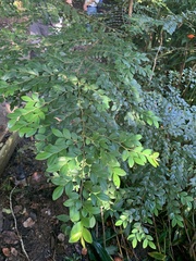 Diospyros buxifolia (Diospyros buxifolia)