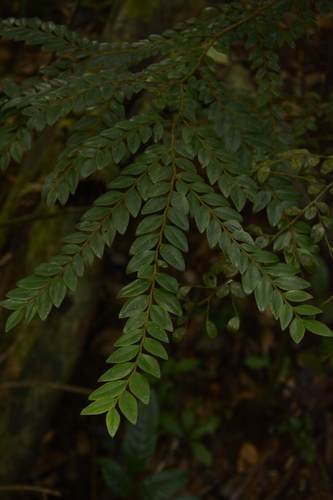 Diospyros buxifolia (Diospyros buxifolia)