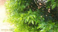 Diospyros buxifolia (Diospyros buxifolia)