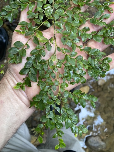 Diospyros buxifolia (Diospyros buxifolia)