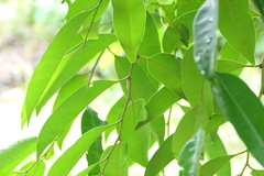 Diospyros candolleana (Diospyros candolleana)