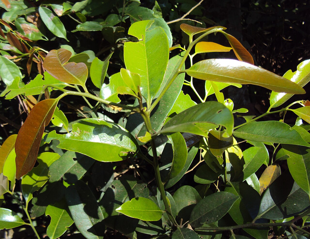 Diospyros candolleana: Diospyros candolleana