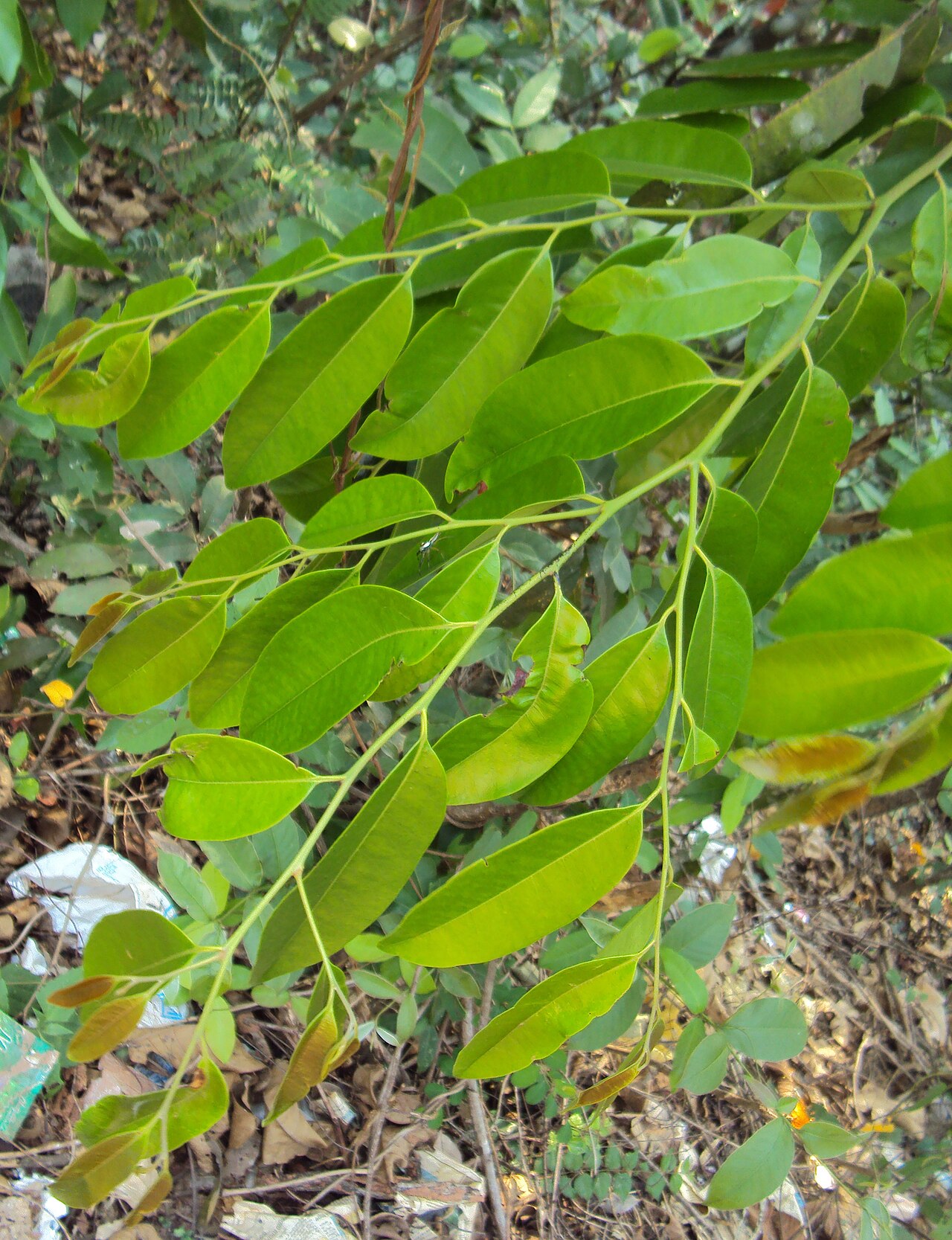 Diospyros candolleana: Diospyros candolleana