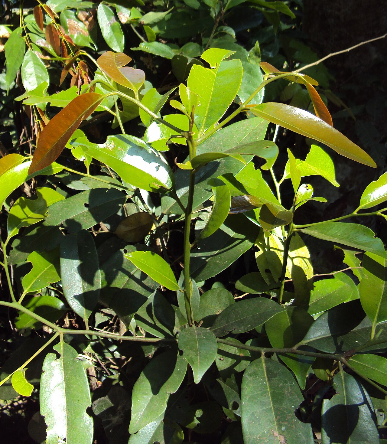 Diospyros candolleana: Diospyros candolleana