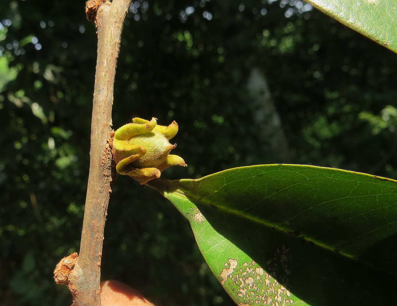 Diospyros candolleana: Photos by Vinayaraj