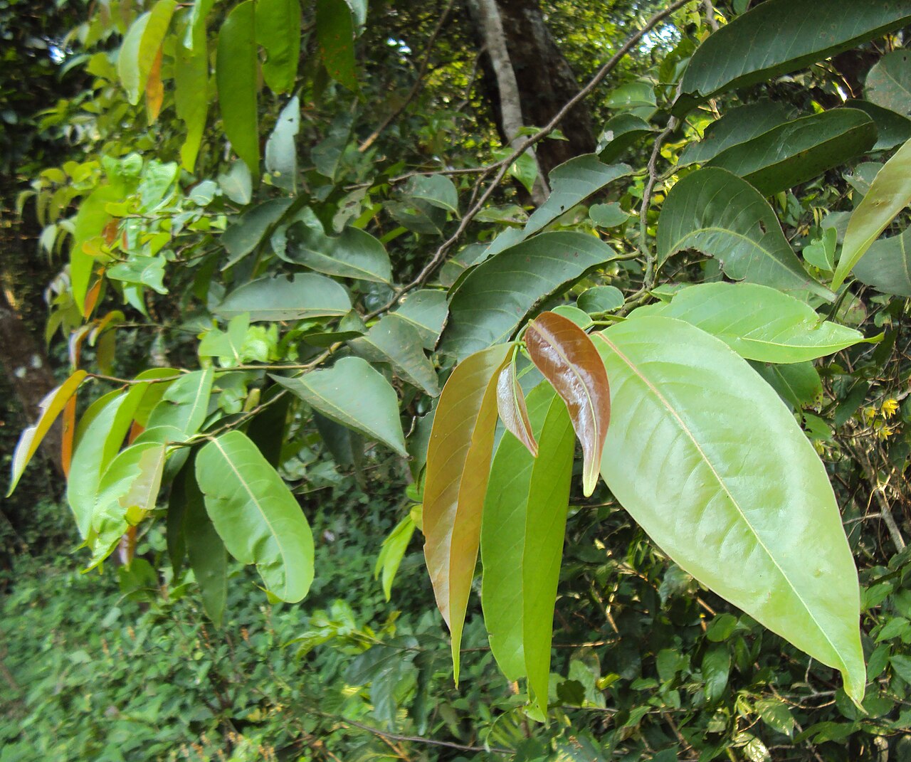 Diospyros candolleana: Diospyros candolleana
