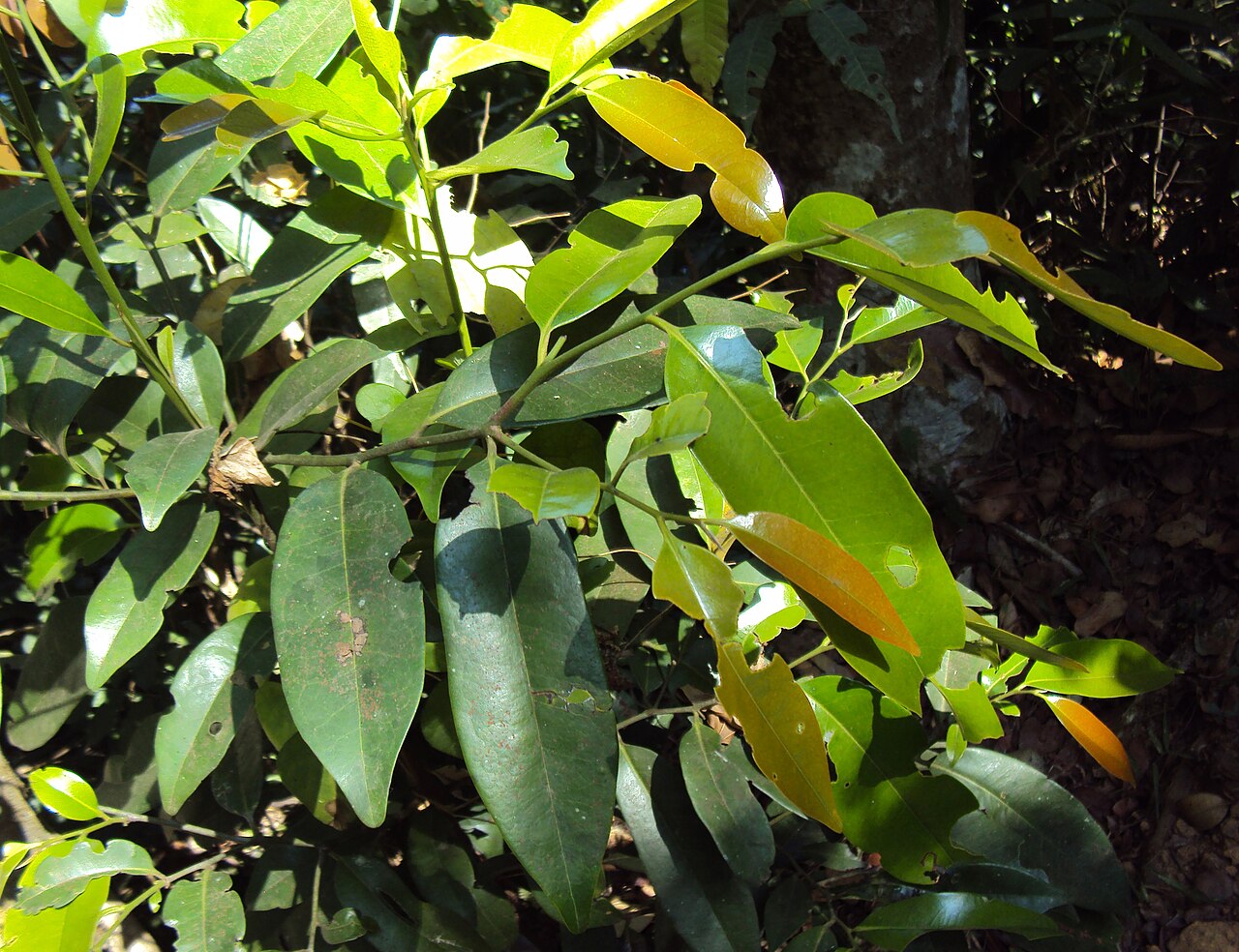 Diospyros candolleana: Diospyros candolleana