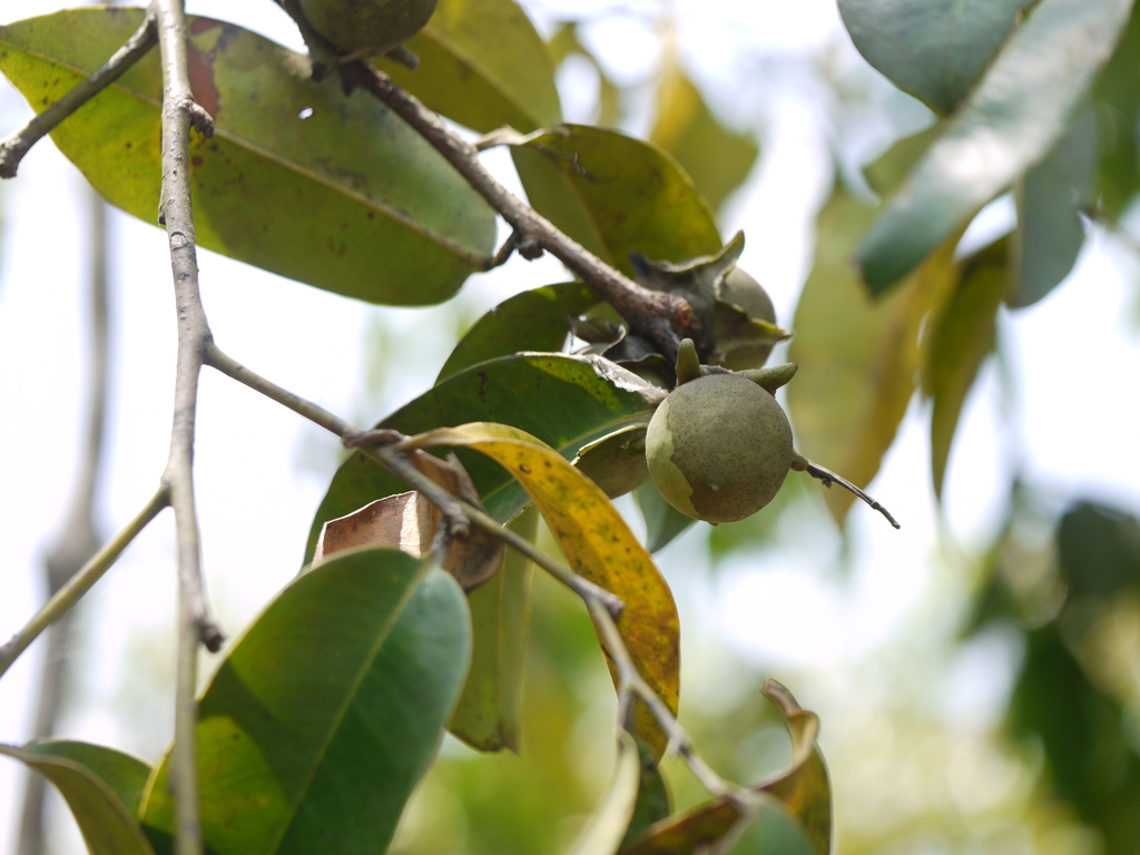 Diospyros candolleana (Diospyros candolleana)