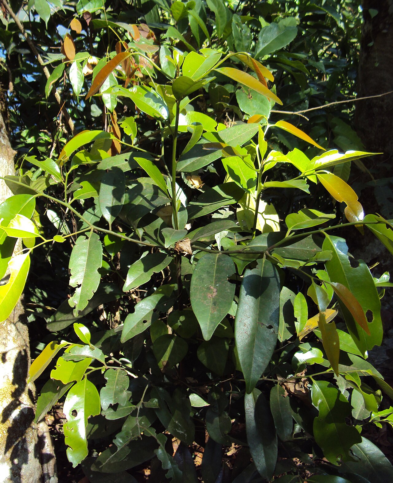 Diospyros candolleana: Diospyros candolleana